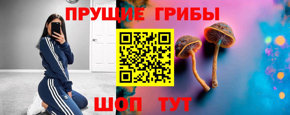 Псилоцибиновые грибы Psilocybine cubensis Кольчугино